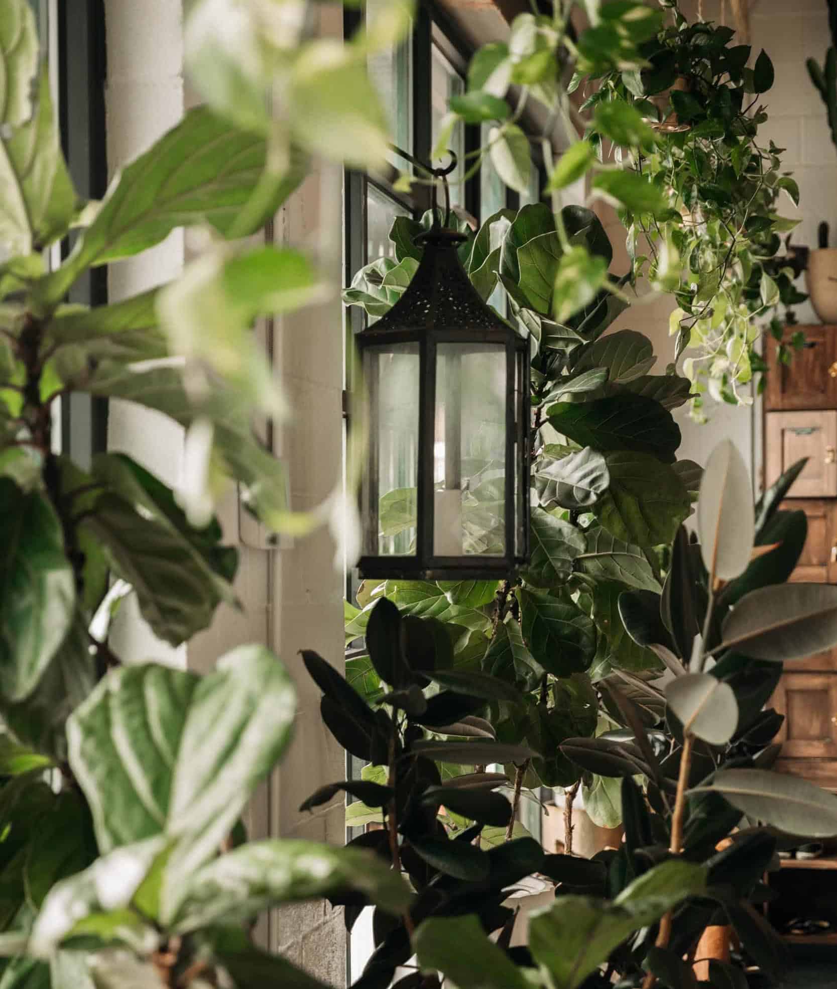 Indoor plants at Khali Yoga Center